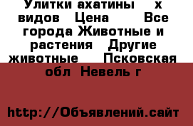 Улитки ахатины  2-х видов › Цена ­ 0 - Все города Животные и растения » Другие животные   . Псковская обл.,Невель г.